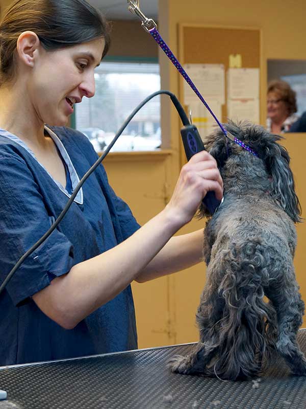 Jessica Knoepfler grooms a dog at a job she got with the help of Kaposia employment services.